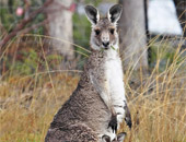 View Kangaroos on an Australia cruise